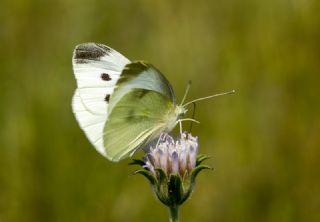 Kk Beyazmelek (Pieris rapae)