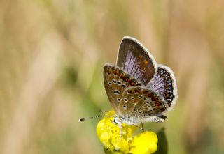 okgzl Mavi (Polyommatus icarus)