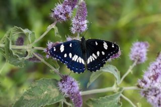 Akdeniz Hanmeli Kelebei (Limenitis reducta)