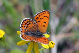 Kk Ate Gzeli (Lycaena thersamon)