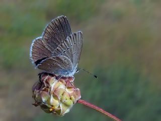 Mavi Osiris (Cupido osiris)