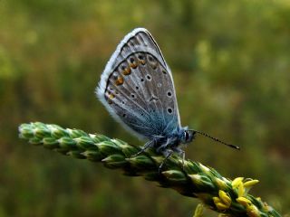 okgzl Kk Turan Mavisi (Polyommatus cornelius)