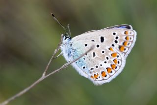 okgzl Mavi (Polyommatus icarus)