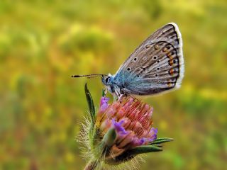 okgzl Kk Turan Mavisi (Polyommatus cornelius)