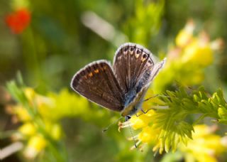 okgzl Esmer (Aricia agestis)