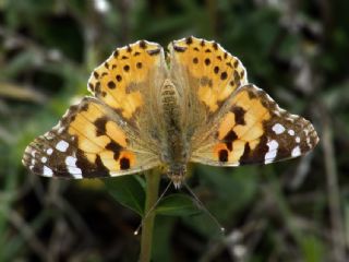 Diken Kelebei (Vanessa cardui)