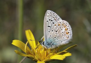 okgzl Mavi (Polyommatus icarus)