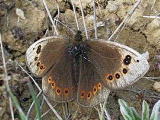 Uygur Gzelesmeri (Proterebia afra)