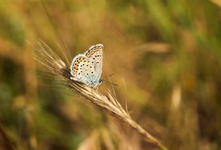 Gm Lekeli Esmergz (Plebejus argus)