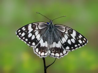 Anadolu Melikesi (Melanargia larissa)