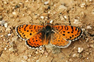 Gzel parhan (Melitaea trivia)