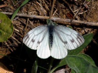 Yalanc Beyazmelek (Pieris pseudorapae)