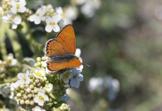 Kk Ate Gzeli (Lycaena thersamon)