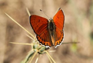 Kk Ate Gzeli (Lycaena thersamon)