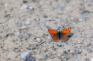 Kk Ate Gzeli (Lycaena thersamon)