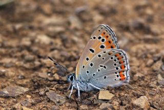 Kk Ate Gzeli (Lycaena thersamon)