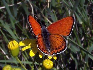 Kk Ate Gzeli (Lycaena thersamon)
