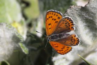 Kk Ate Gzeli (Lycaena thersamon)