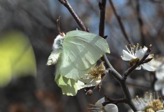 Orakkanat (Gonepteryx rhamni)