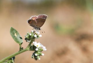 Mcevher Kelebei (Chilades trochylus)