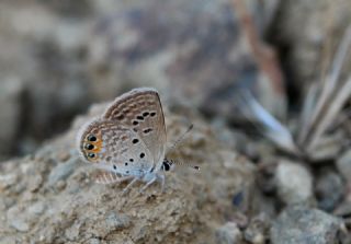 Mcevher Kelebei (Chilades trochylus)