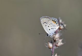 Mcevher Kelebei (Chilades trochylus)