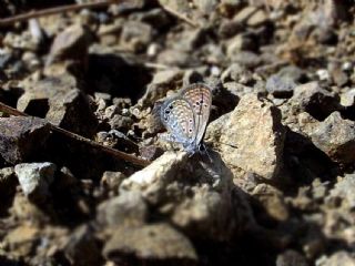 Mcevher Kelebei (Chilades trochylus)