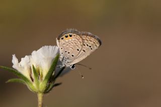 Mcevher Kelebei (Chilades trochylus)