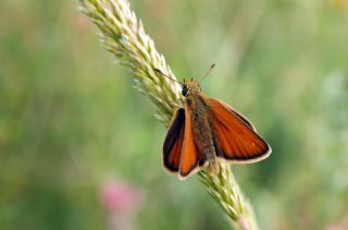 Siyah Antenli Zpzp (Thymelicus lineolus)