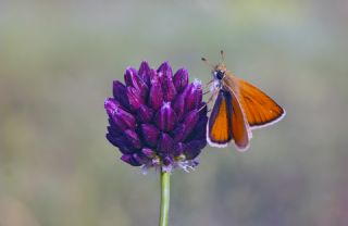 Siyah Antenli Zpzp (Thymelicus lineolus)