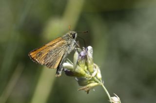 Sar Antenli Zpzp (Thymelicus sylvestris)