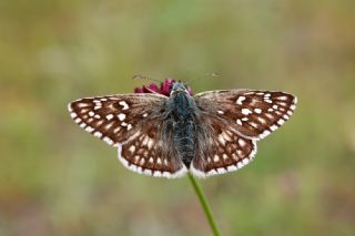 Sarbandl Zpzp (Pyrgus sidae)