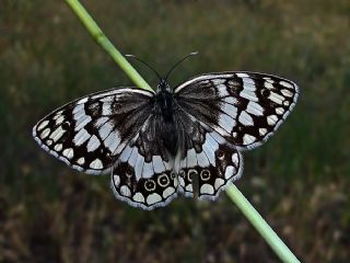 Anadolu Melikesi (Melanargia larissa)