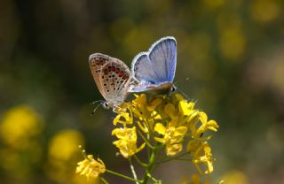 das Mavisi, Esmergz (Plebejus idas)