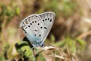 okgzl Amanda (Polyommatus amandus)