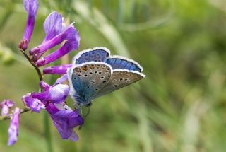 okgzl Amanda (Polyommatus amandus)