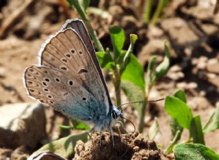 okgzl Amanda (Polyommatus amandus)