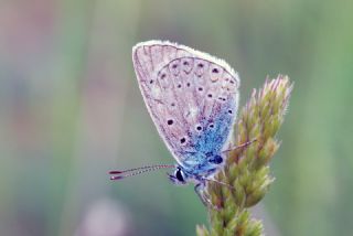 okgzl Amanda (Polyommatus amandus)