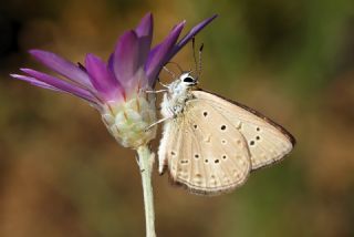 Anormal okgzl (Polyommatus admetus)