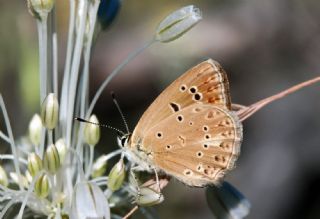 Anormal okgzl (Polyommatus admetus)