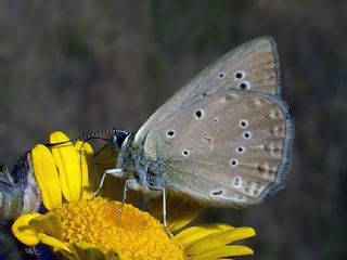Anormal okgzl (Polyommatus admetus)