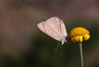 Anormal okgzl (Polyommatus admetus)