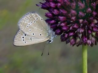 Anormal okgzl (Polyommatus admetus)