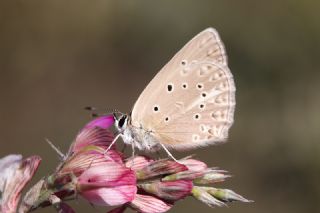 Anormal okgzl (Polyommatus admetus)