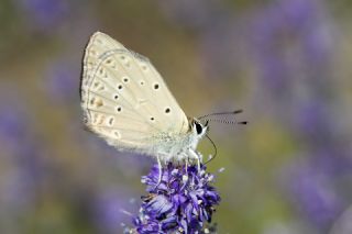 Anormal okgzl (Polyommatus admetus)