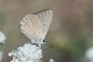 Anormal okgzl (Polyommatus admetus)