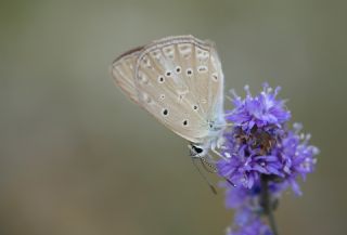 Anormal okgzl (Polyommatus admetus)