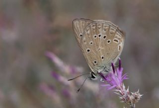 Anormal okgzl (Polyommatus admetus)