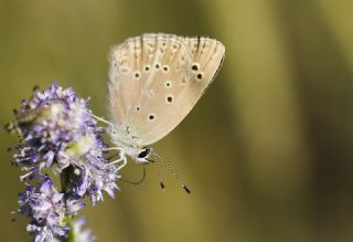 Anormal okgzl (Polyommatus admetus)