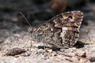 Gney Kzlmelei (Hipparchia senthes)